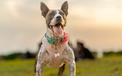 Fight Rabies Before It Strikes: What Every Pet Owner Should Know