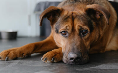 Say Goodbye to Pet Pain: What You Need to Know This Animal Pain Awareness Month