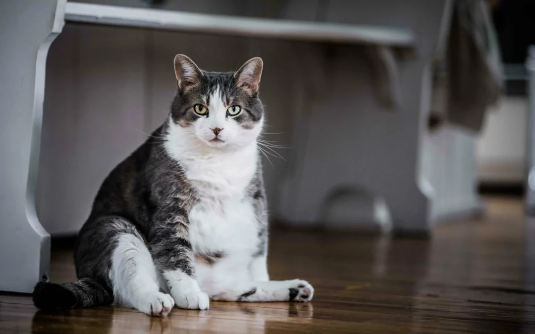 Fluffy Doesn’t Have to Mean Unhealthy: Pet Obesity Tips