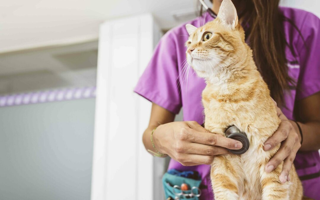 More Than Just Scrubs Honoring Our Veterinary Technicians This October
