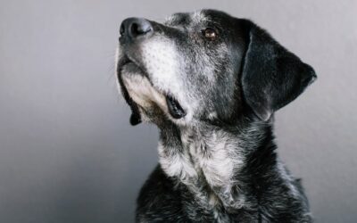 Pet Cancer: The Most Common Types and How to Catch Them Early