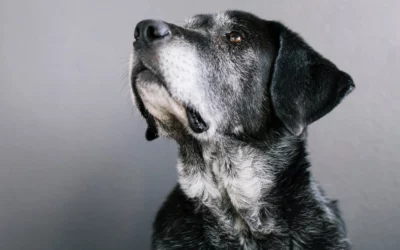 Pet Cancer: The Most Common Types and How to Catch Them Early