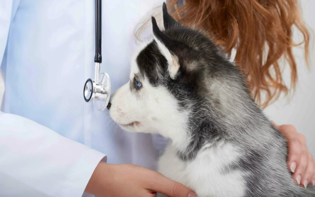 Behind the Stethoscope: Celebrating International Day of Veterinary Medicine