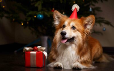 Skip the ER Visit: 10 Holiday Dangers Pet Parents Should Avoid