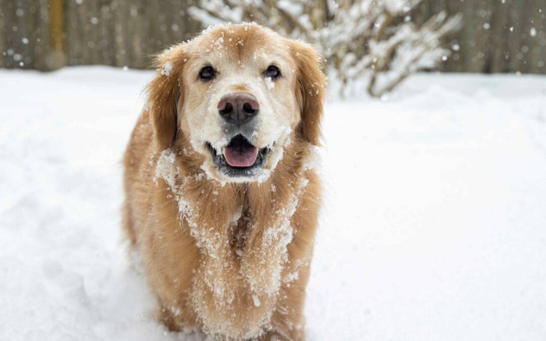 Cold Weather, Warm Hearts: How to Spot Hypothermia and Frostbite in Pets