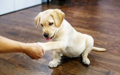 Train Your Dog Month: A 10 Minute a Day Plan for Better Leash Manners