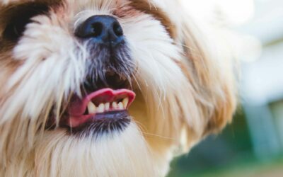 Healthy Teeth, Happy Pets: Everything You Need to Know About Pet Dental Health