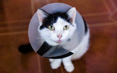 Spay/Neuter Awareness: Why It’s Important for Your Pet’s Health and Well-being