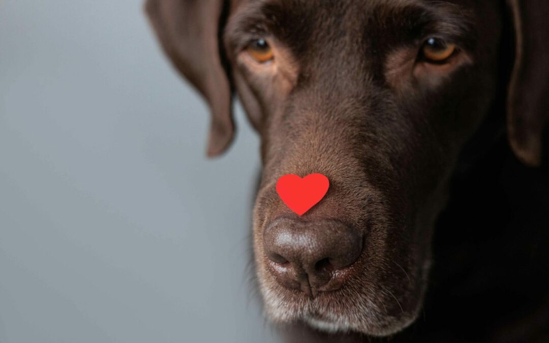 Heartworm Prevention 101: What Every Pet Owner Needs to Know