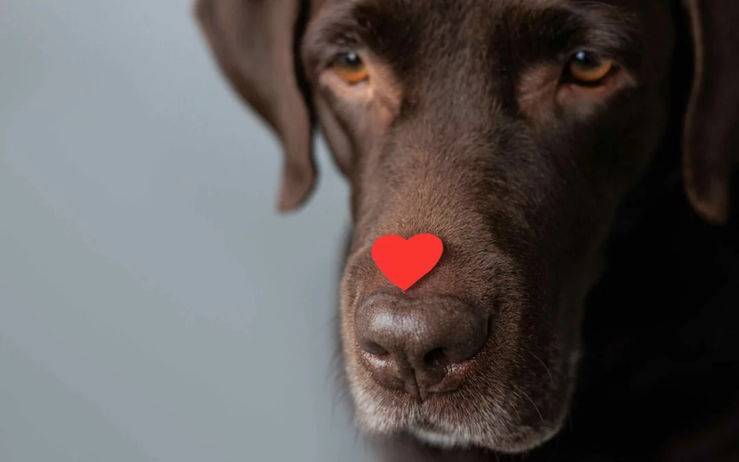 Heartworm Prevention 101: What Every Pet Owner Needs to Know