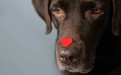 Heartworm Prevention 101: What Every Pet Owner Needs to Know