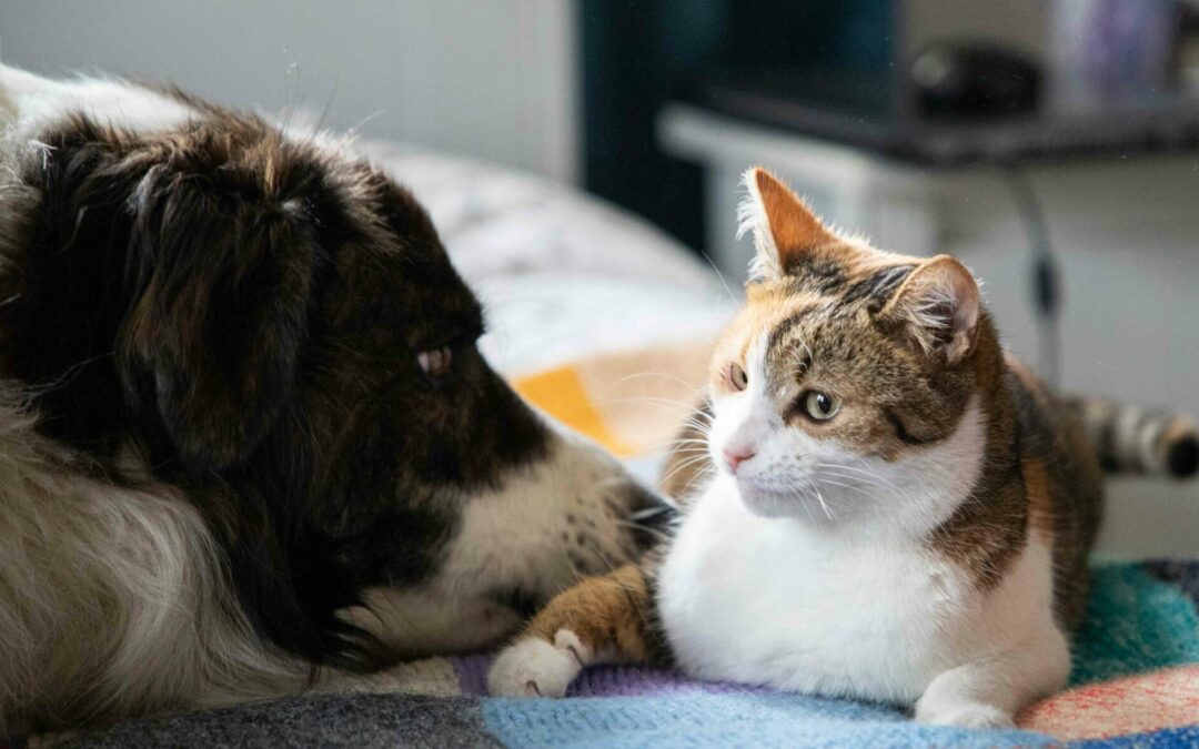 Recognizing the Signs of Arthritis in Your Pet