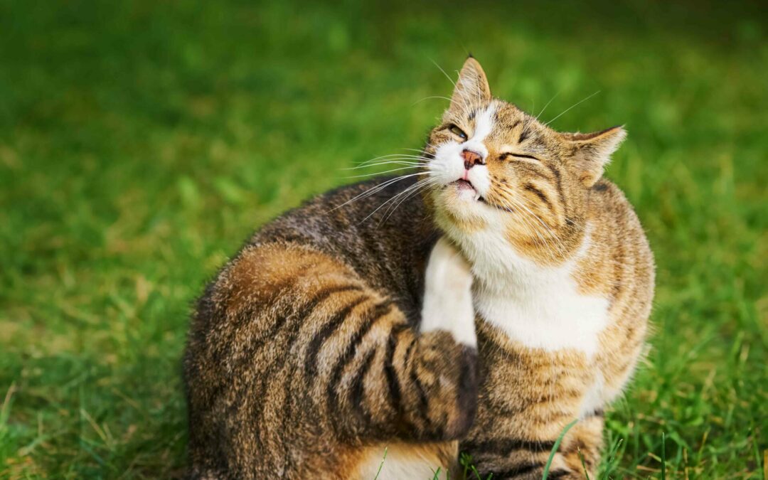 Seasonal Allergies in Pets