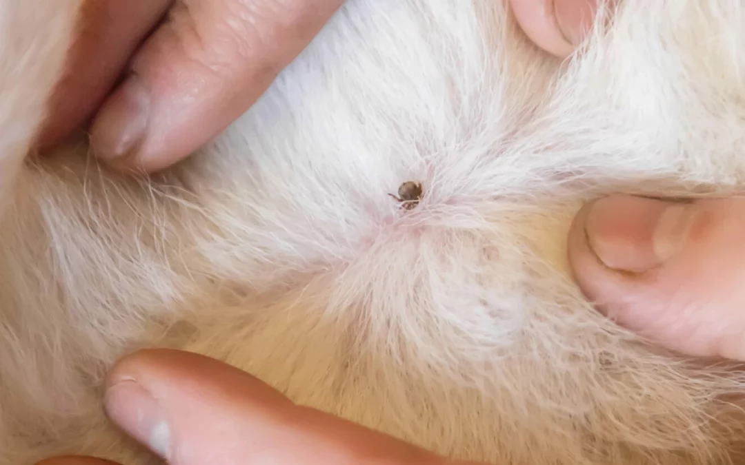From Ticks to Trouble: Understanding Lyme Disease in Pets
