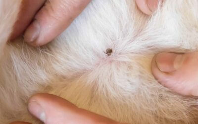 From Ticks to Trouble: Understanding Lyme Disease in Pets