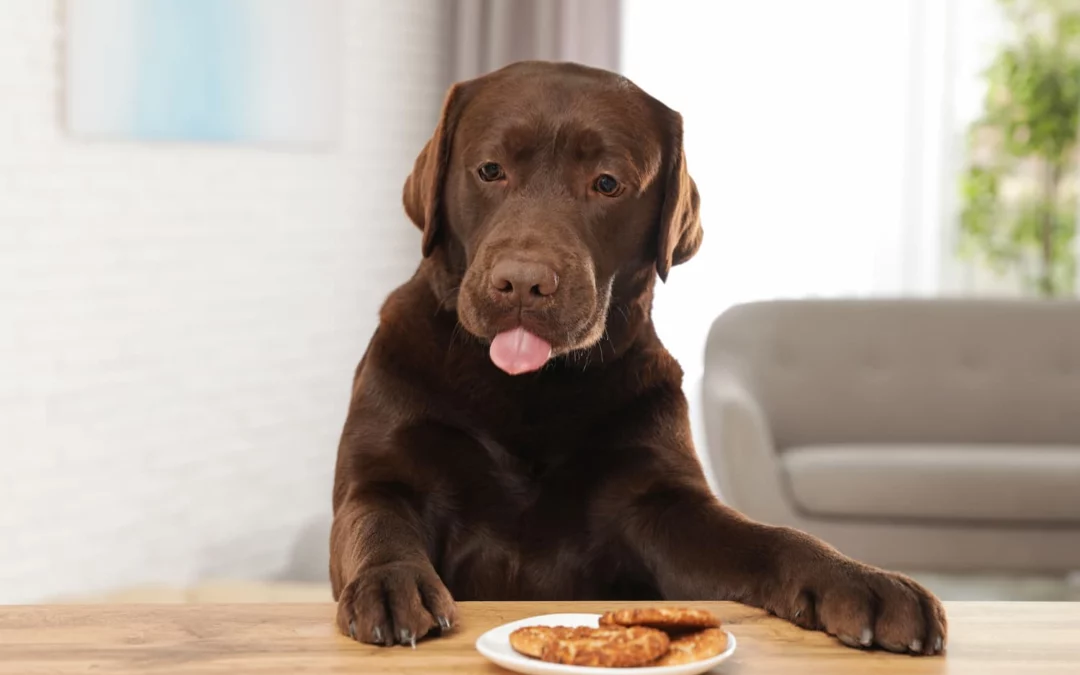 What Should I Do If My Dog Ate Chocolate?