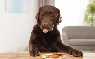 What Should I Do If My Dog Ate Chocolate?