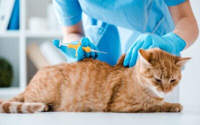 How Often Should My Cat Get Vaccinated?