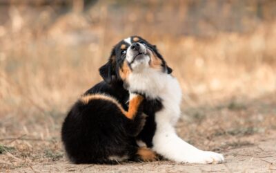 Summer Parasite Prevention for Pets: Protect Your Dog or Cat from Fleas, Ticks, and Mosquitoes