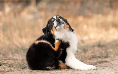 Summer Parasite Prevention for Pets: Protect Your Dog or Cat from Fleas, Ticks, and Mosquitoes