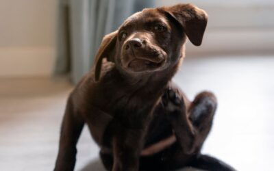 My Dog Keeps Scratching but Has No Fleas: What’s Going On?