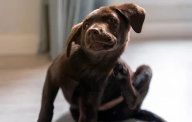 My Dog Keeps Scratching but Has No Fleas: What’s Going On?