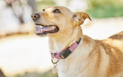 Can a Microchip Help Find My Lost Pet? How Chips Really Work
