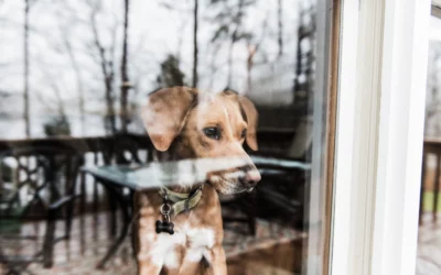 Preventing Separation Anxiety When Pets Spend More Time Alone