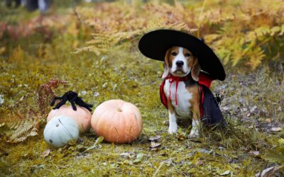 Lost Pet Prevention During Halloween: Microchips and ID Tags