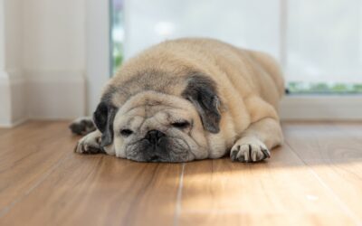 Pet Obesity Awareness: Is Your Pet at a Healthy Weight?