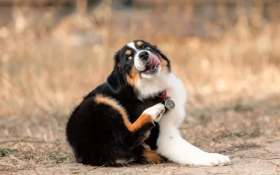 Fall Allergies in Pets: Symptoms and Treatment